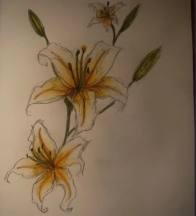 Lilyum Çizimi